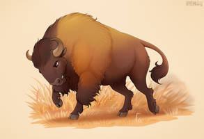 Bison