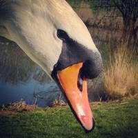 Closeup of a swan