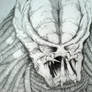 Predator Pencil Study