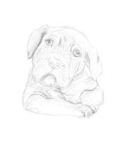 10min sketch of a dog