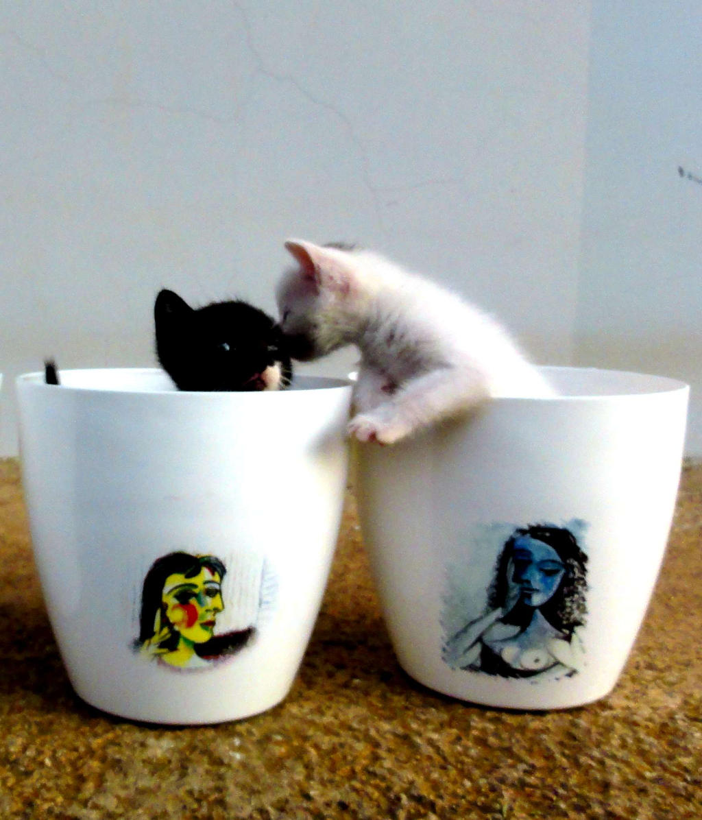 Flower pots and kittens, Pablo Picasso series