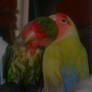 Love Lovebird