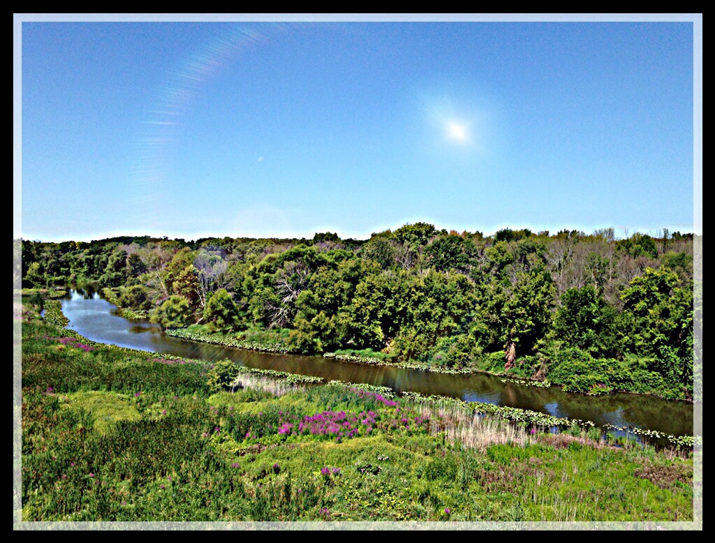 Forest and the River