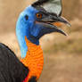 Bird of Papua