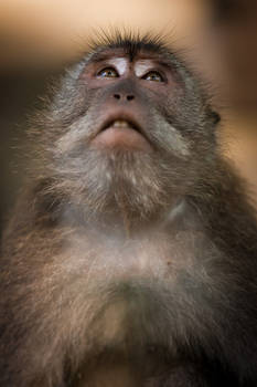 Macaca Face Looking Up