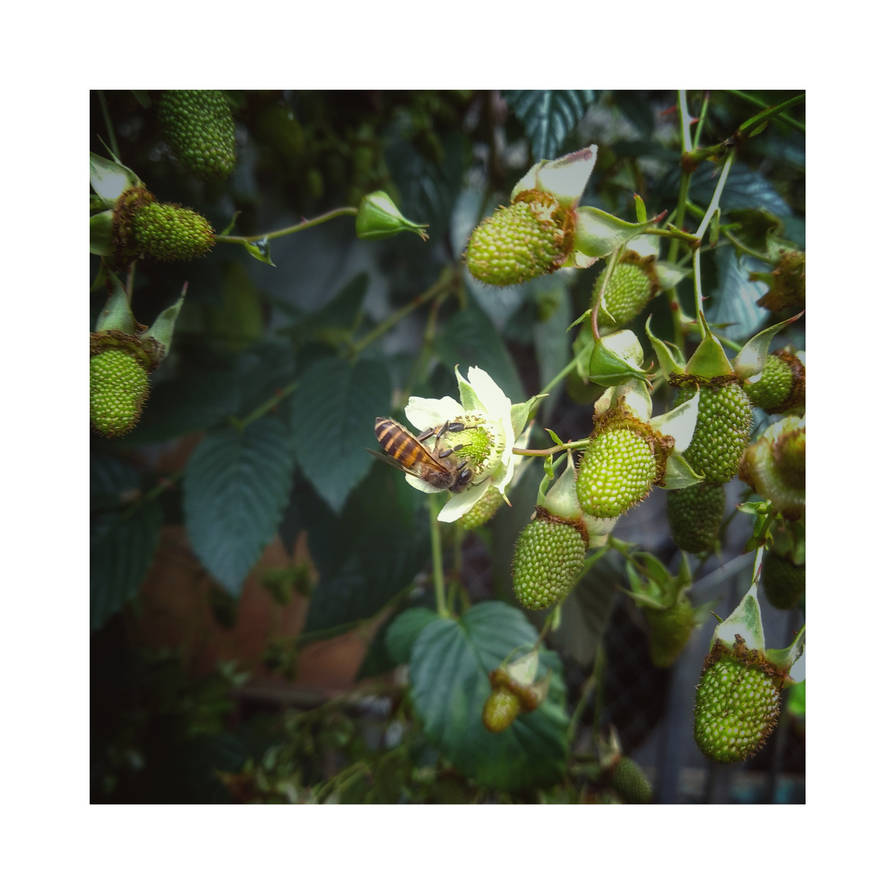 Pollen action by Wen1ci on DeviantArt