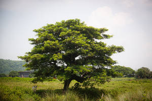 A distant tree