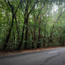 Trees by the Road