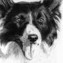 bordercollie