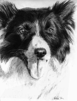 bordercollie