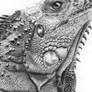 iguana