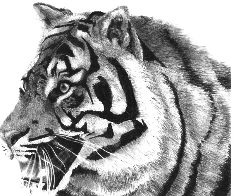 tiger