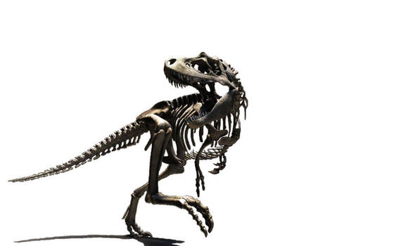 Large T-Rex Skeleton Wallpaper