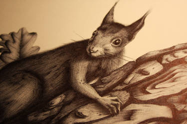 Squirrel and oak bis