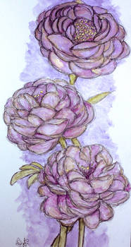 Peony Painting