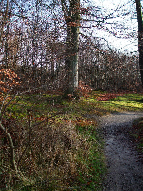 Forest 3 by PhotoWithRikka on DeviantArt