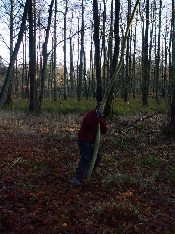 Forest 23 by PhotoWithRikka on DeviantArt