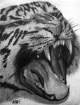 my 1st tiger drawing by Christa-S-Nelson