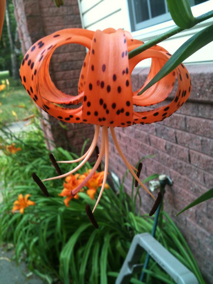 Tiger Lilly