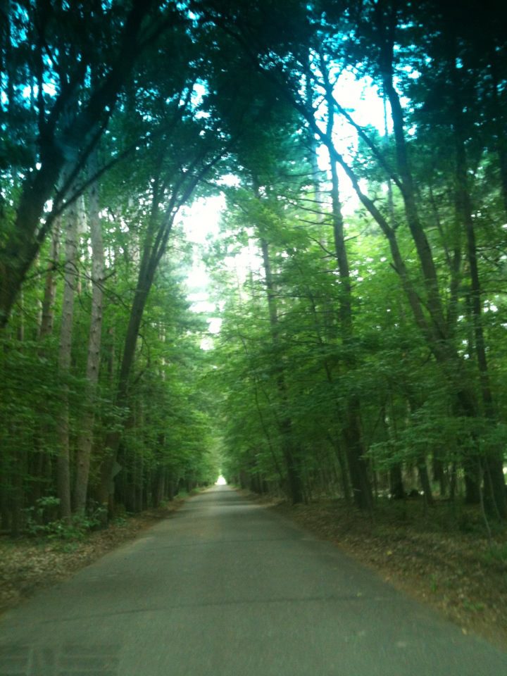 Tree Tunnel