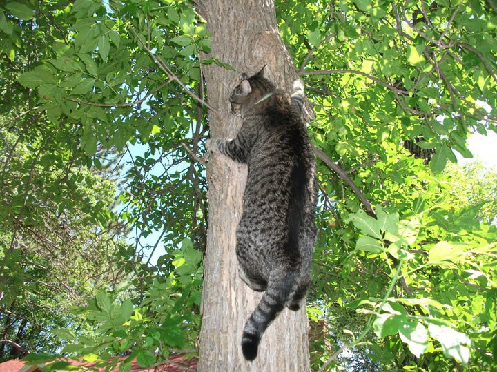 Kitty up a Tree