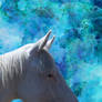 Cremello Horse Manip