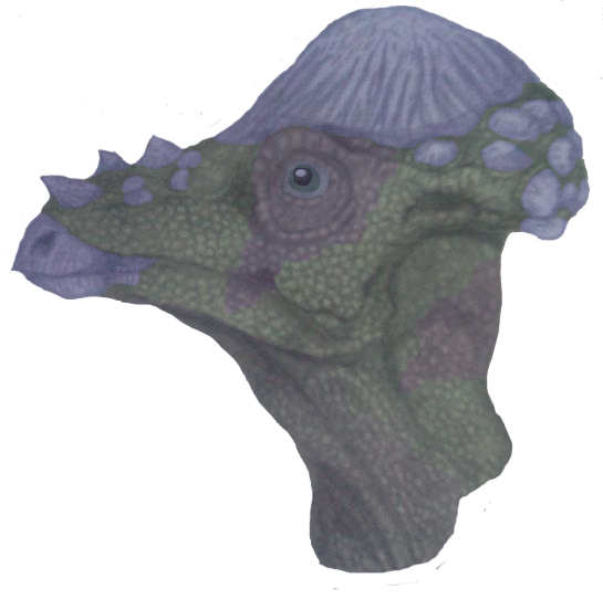 Pachycephalosaurus re-vamp