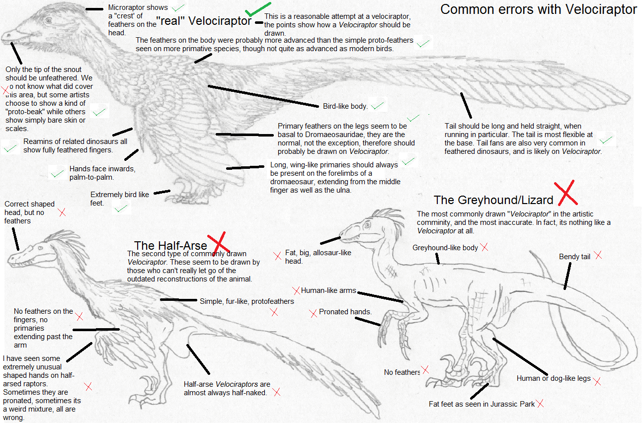 Common errors for Velociraptor