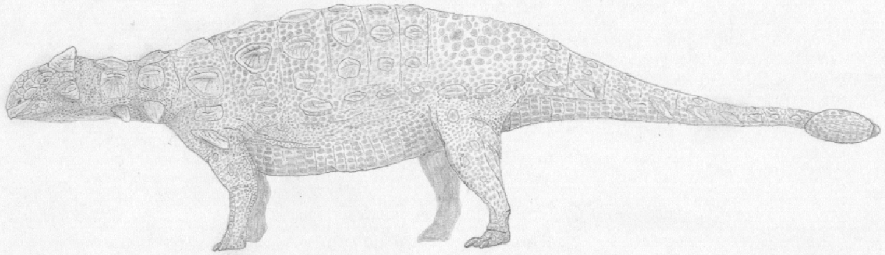 Ankylosaurus magniventris