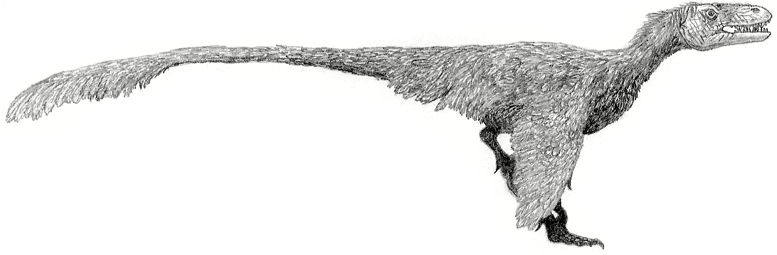 Dromaeosaurus albertensis by Tomozaurus