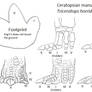 Ceratopsian manus study
