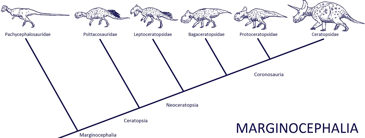 DinoPhylo Made Easy - #1 Marginocephalia