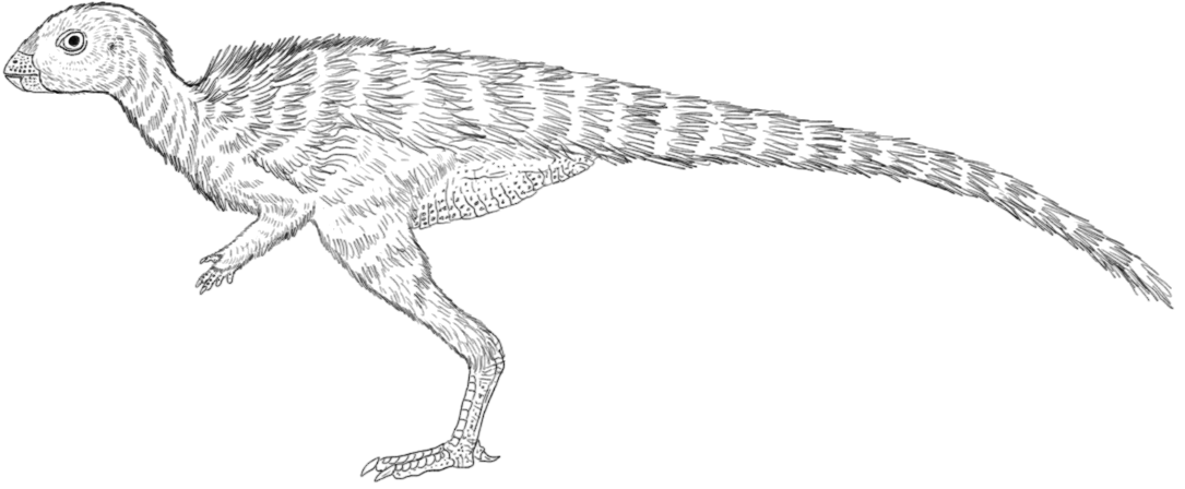 Jeholosaurus Juvenile Lines