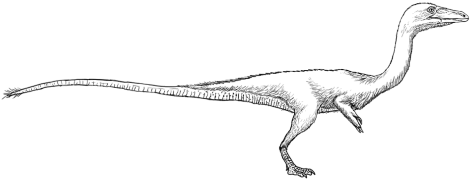 Coelophysis lines