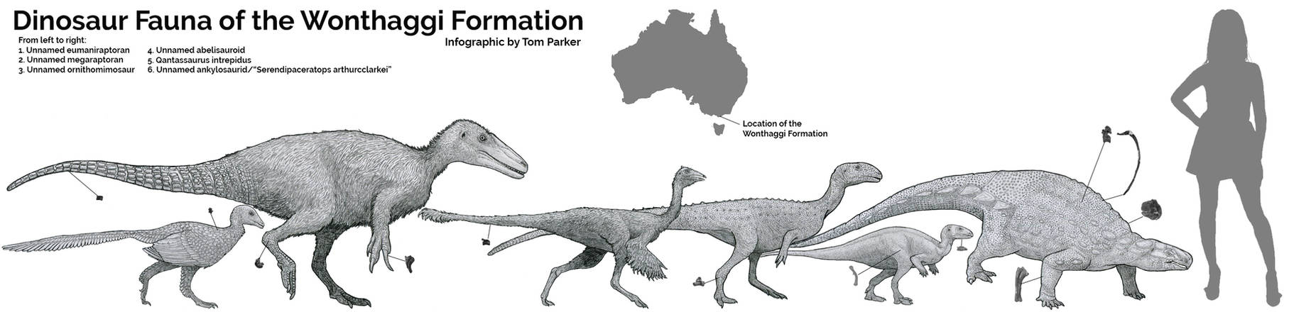 Dinosaur Fauna of the Wonthaggi Formation