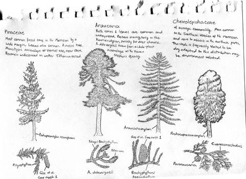 Sketch: Trees of the Morrison
