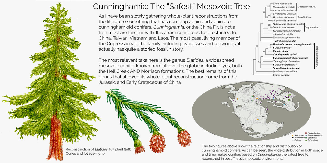 Elatides Elatides infographic by Tomozaurus on DeviantArt