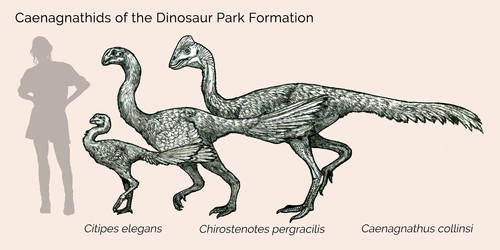 Dinosaur Park Caenagnathids