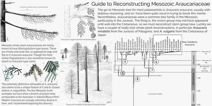 Araucaria infographic