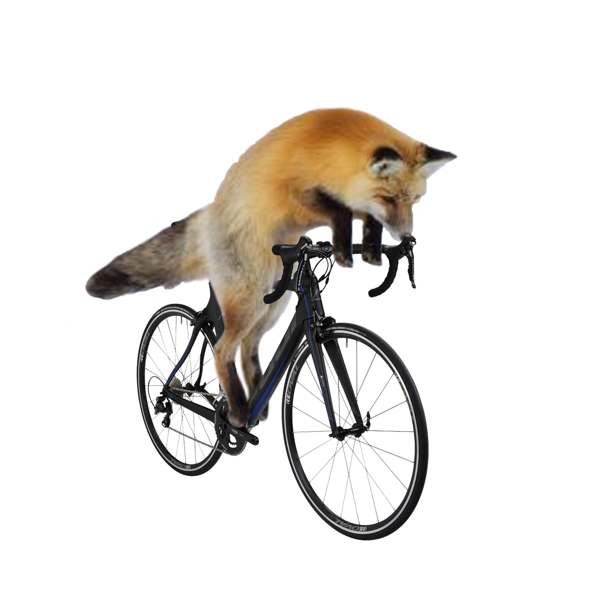 Fox riding top a bike