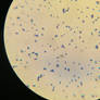 bacteria