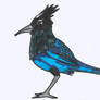 Steller's Jay