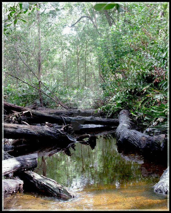 Mangrove