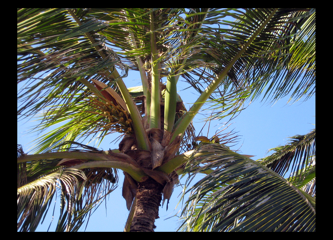 coconut palm