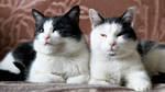 Brothers by MasterMatrox