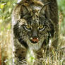 Spanish Lynx