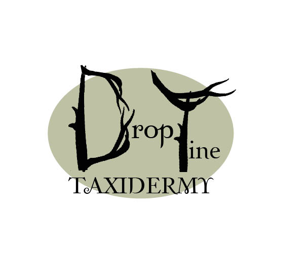 Taxidermy Logo by ChIcAiNe on DeviantArt