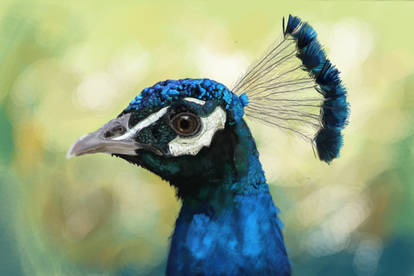 Peacock