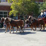 Pioneer Day Parade Belgian Drafts