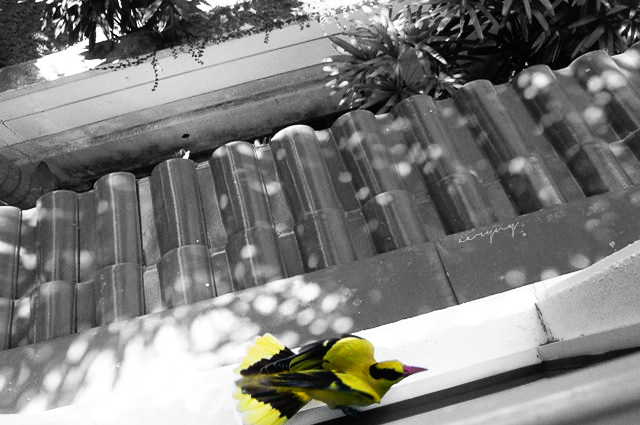 Bird on The Window Sill